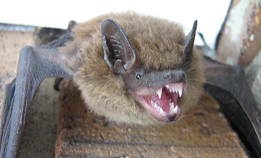 bat