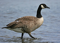 goose