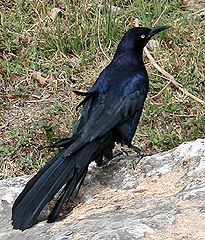 grackle