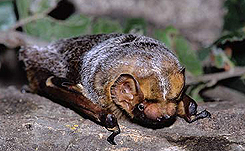 hoary bat