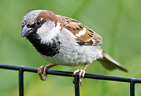 sparrow