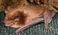 little brown bat