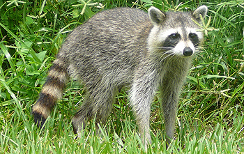 raccoon