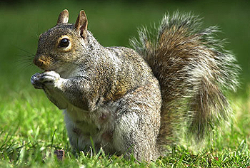 squirrel