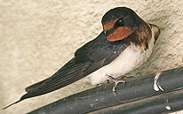 swallow