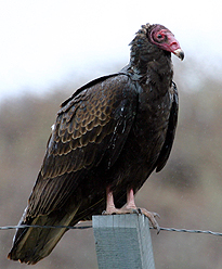 turkey vulture