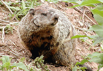 woodchuck