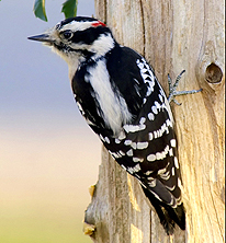 woodpecker