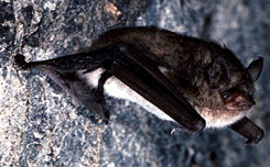 yuma myotis