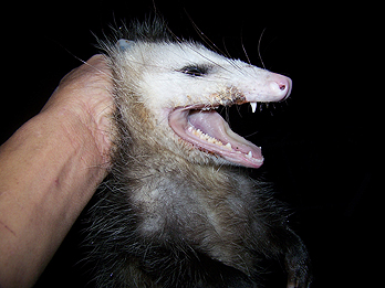 opossum