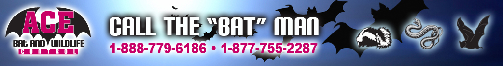 ace bat and wildlife